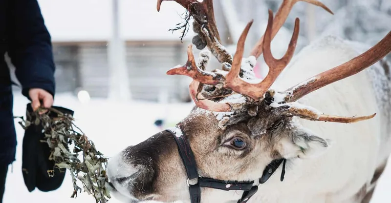 Husky and Reindeer Experience with Snowmobiling — snowmobile tour in Levi